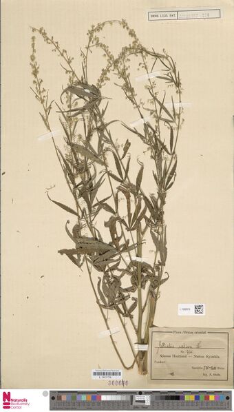 File:Stolz 720 specimen L.1592675.jpg