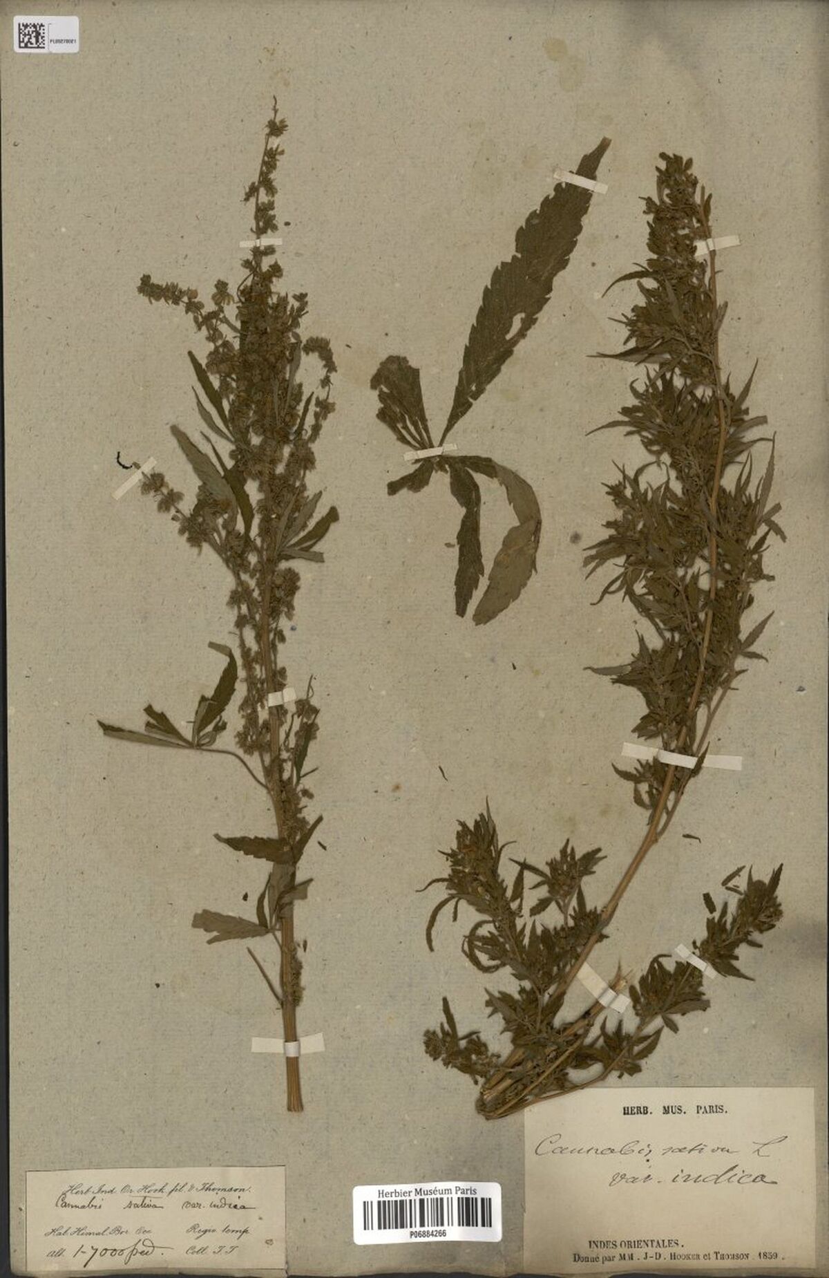 Digitised herbarium sheet with two Cannabis stems, a slender male flowering stem on the left and a leafy female stem on the right, with a loose leaf between them, a handwritten slip at the lower left and a printed Paris herbarium label at the lower right.
