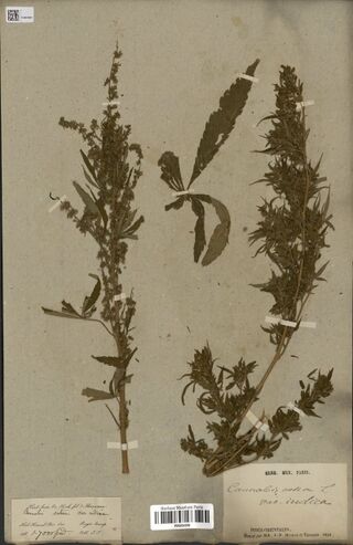 Digitised herbarium sheet with two Cannabis stems, a slender male flowering stem on the left and a leafy female stem on the right, with a loose leaf between them, a handwritten slip at the lower left and a printed Paris herbarium label at the lower right.