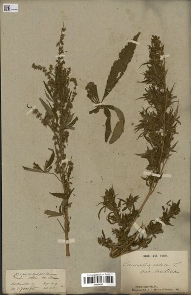 File:Thomson s.n. specimen P06884266.jpg