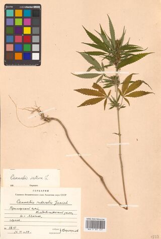Digitised herbarium sheet with one long Cannabis stem with its roots and a leafy top, a colour chart at the top left, and a handwritten slip above a printed label at the lower left.
