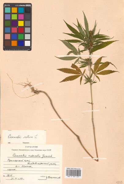 File:Voroshilov 5215 specimen MHA0301431.jpg