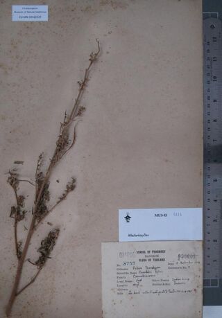 Digitised herbarium sheet of a pressed Cannabis sativa branch with a printed School of Pharmacy, Bangkok label.