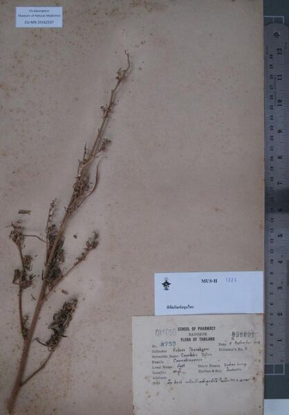 File:CU-MN 20162537 specimen.jpg