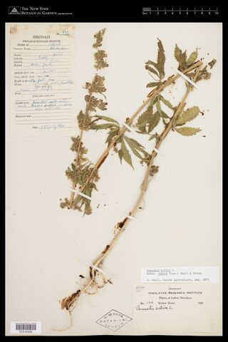 Digitised herbarium sheet with mounted fruiting Cannabis plants and Walter Koelz's Urusvati Himalayan Research Institute field label.