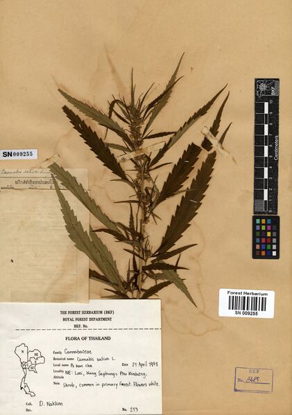 File:Nakkan 213 specimen SN009255.jpg