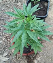 Young cannabis plant in a pot on stony ground