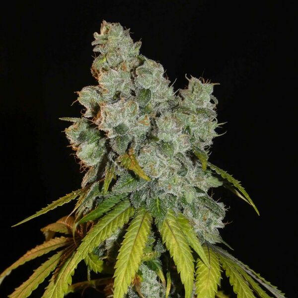 File:KHA Afghan Lemon 1.jpg