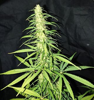 Tall flowering cannabis top with narrow leaflets against a black background