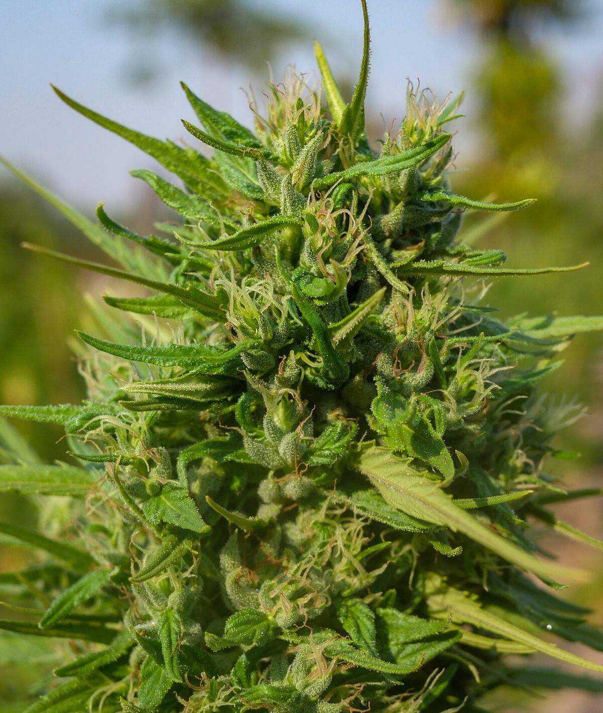 Fat colas on the landrace cannabis growing at the Ta Lo family farm in the Phu Phan mountains of Northeastern Thailand.