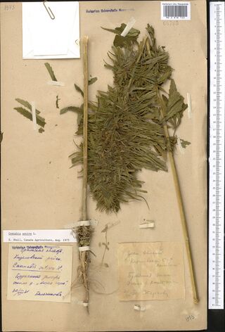 Digitised herbarium sheet with a dense leafy Cannabis top and long bare stem pieces, an empty envelope at the top left, and two handwritten labels and a typed slip at the foot.
