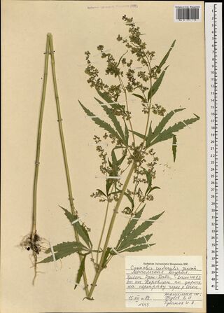 Digitised herbarium sheet with two tall Cannabis stems, one bare and one with open, much-branched flower clusters and palmate leaves, with roots at the foot, and a handwritten label at the lower right.