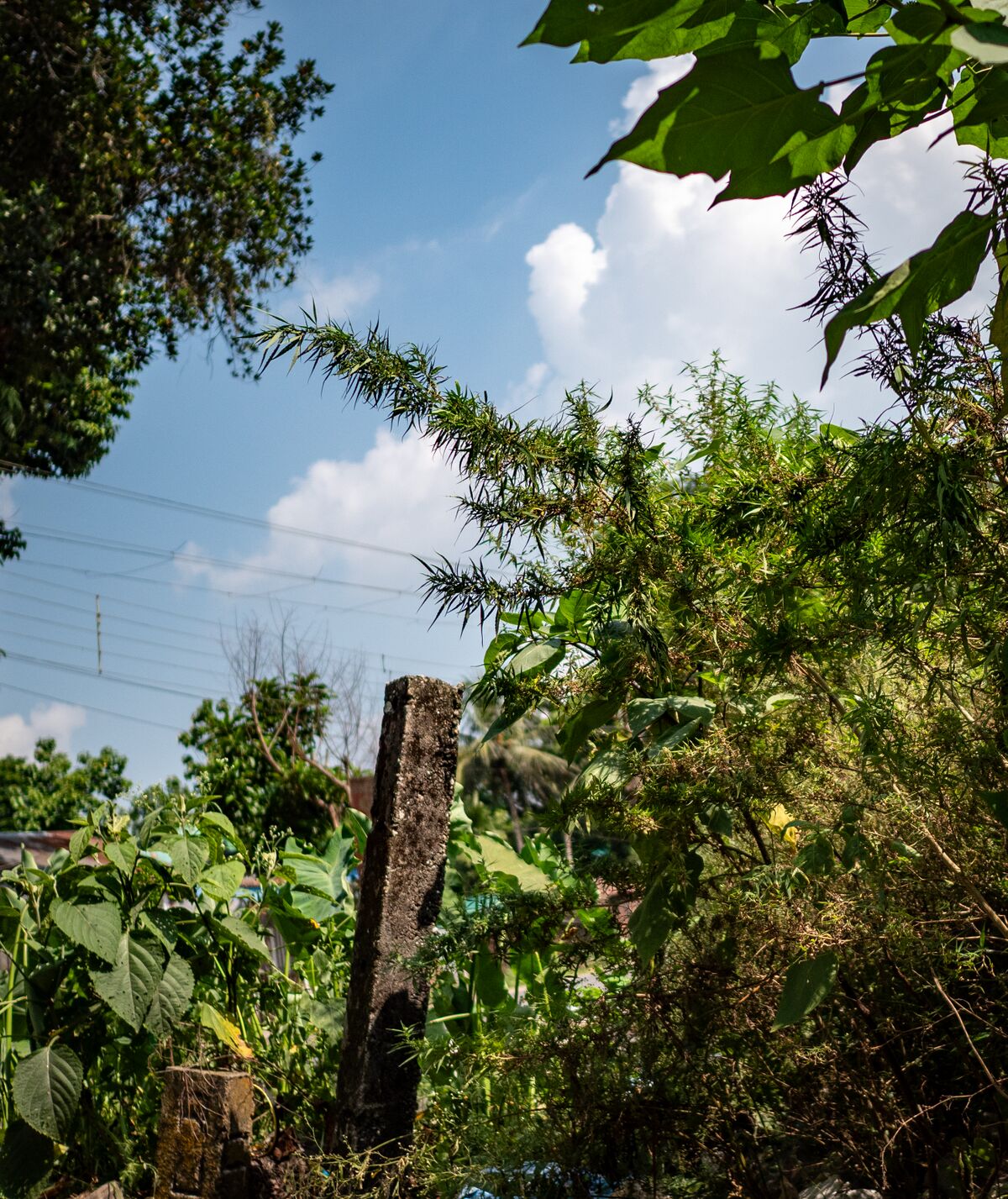 Feral cannabis growing near Lataguri in West Bengal, India