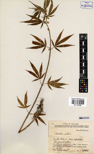 Digitised herbarium sheet with a small whole Cannabis sativa plant and its root, and a printed Kyoto University expedition label.