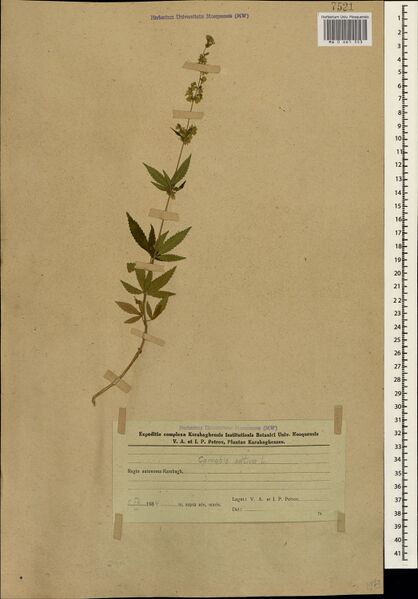 File:Petrov s.n. specimen MW0661553.jpg