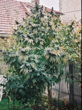 Mature flowering plant