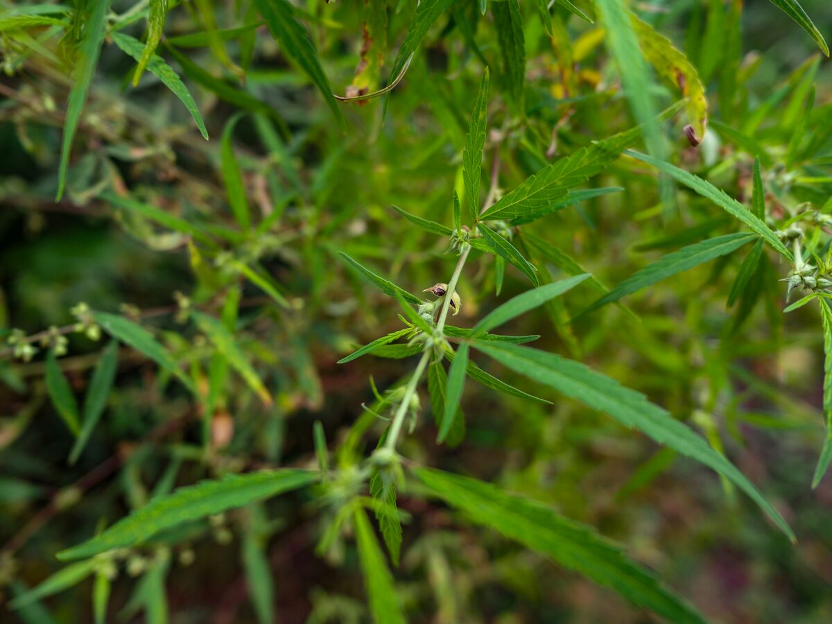 Feral landrace cannabis growing near Suripara in the Dooars. Mature seeds can be observed ready to shatter out of dry bracts.