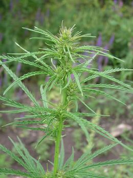Ruderal cannabis female plant growing roadside near Saratov, Russia