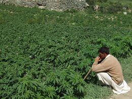 Grower in a cultivated field, Mastuj area, Upper Chitral