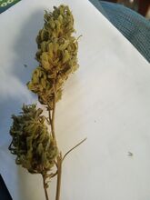 Dried cannabis flower spike on white paper