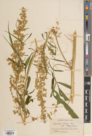 Digitised herbarium sheet with several branched Cannabis stems with open flower clusters and palmate leaves with long narrow leaflets, and a printed Plants of Yunnan label.
