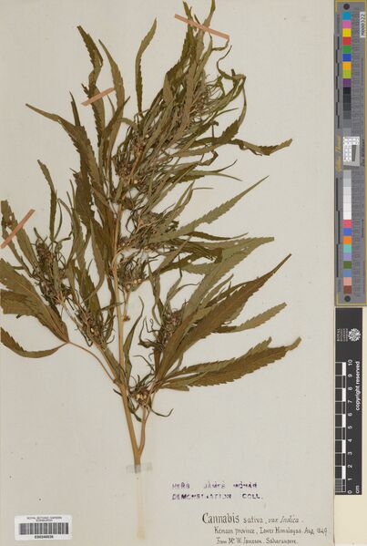 File:Jameson specimen E00248826.jpg