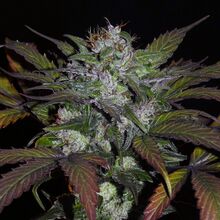 A compact cannabis flowering top with white resin and orange pistils, framed by dark purple and green serrated leaves, against a black background