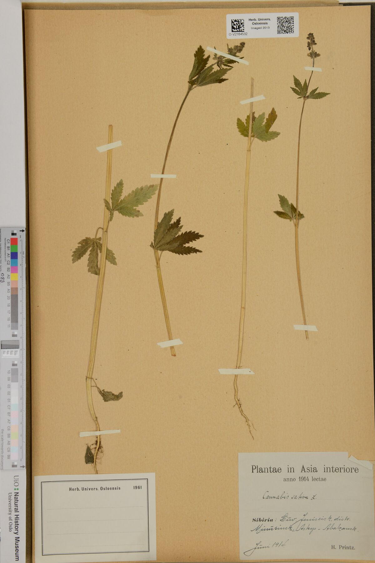 Digitised herbarium sheet with three slender Cannabis stems with palmate leaves, an empty herbarium label at the lower left and the printed collection label at the lower right.