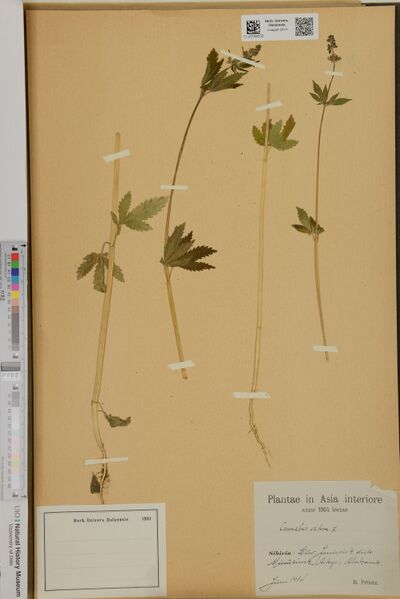 File:Printz s.n. specimen O-V-2164532.jpg