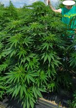 Tall, bushy cannabis plants on plastic mulch, with a person standing behind them