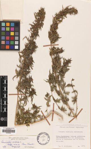 Digitised herbarium sheet with two dense, upright fruiting Cannabis stems, a Vienna revision slip at the lower left and a typed Munich label at the lower right.