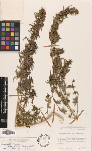 File:Podlech 12731 specimen E00405502.jpg