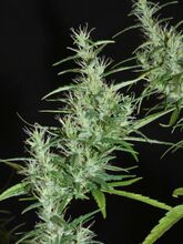 Several elongated, airy cannabis flowering branches with narrow leaflets, against a black background