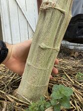 Hand holding the green, ridged base of a thick cannabis stem above straw mulch
