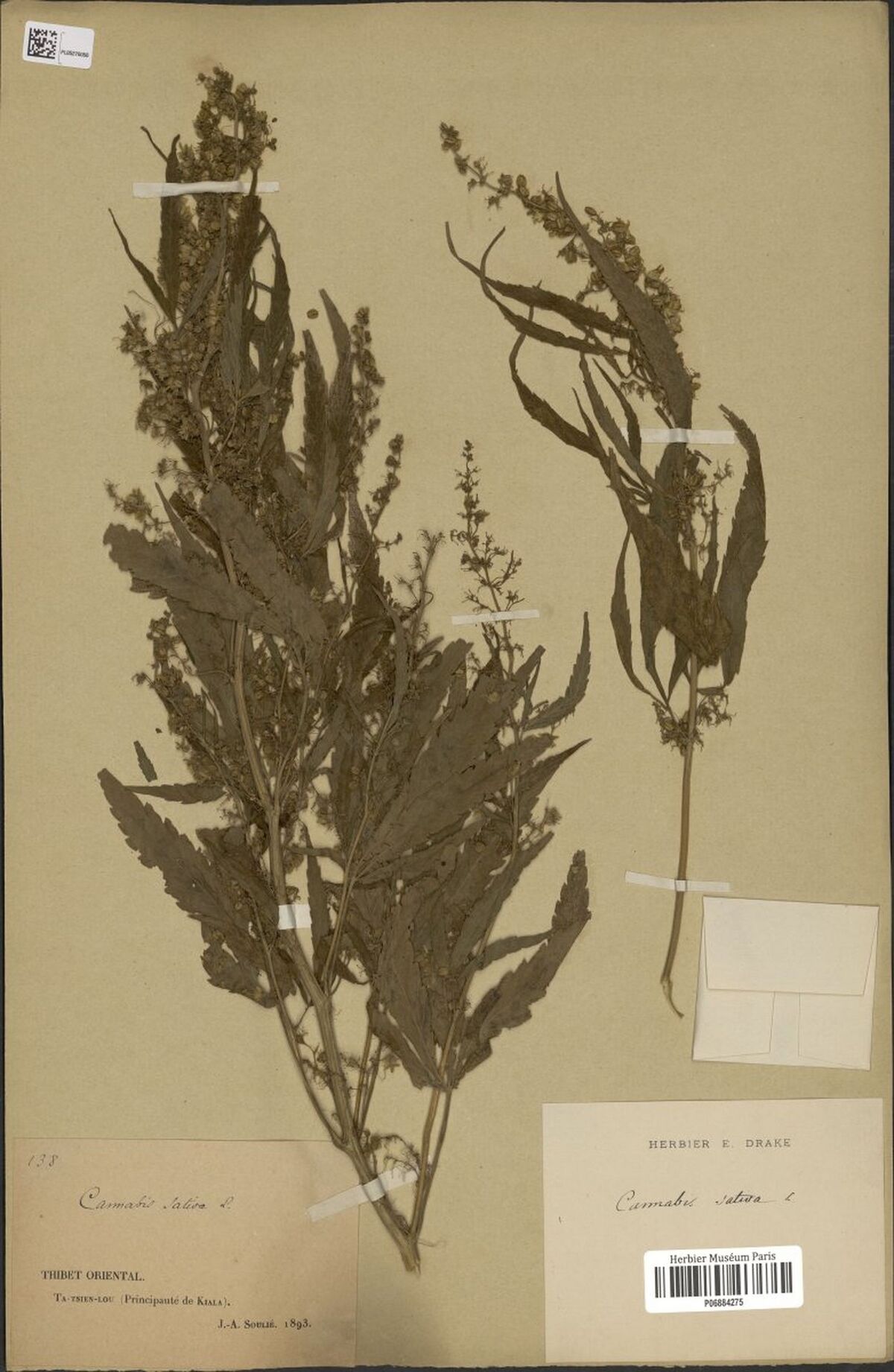 Digitised herbarium sheet with two Cannabis flowering stems, one with a dense leafy top, a fragment packet and the labels of the Drake herbarium and the Paris museum.