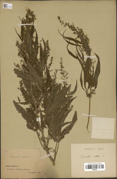 File:Soulié 844 specimen P06884275.jpg