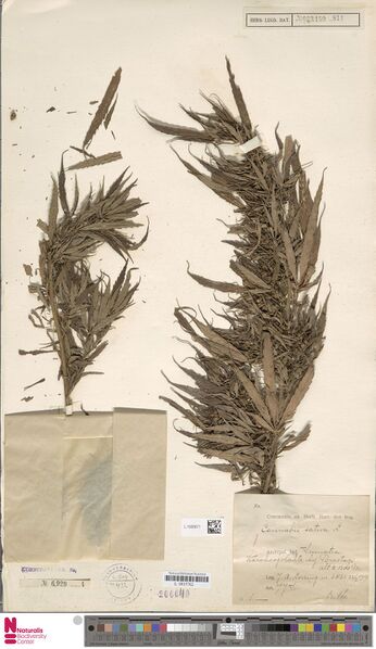 File:Lorzing 6821 specimen L1592671.jpg