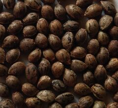 Close view of mottled brown cannabis seeds