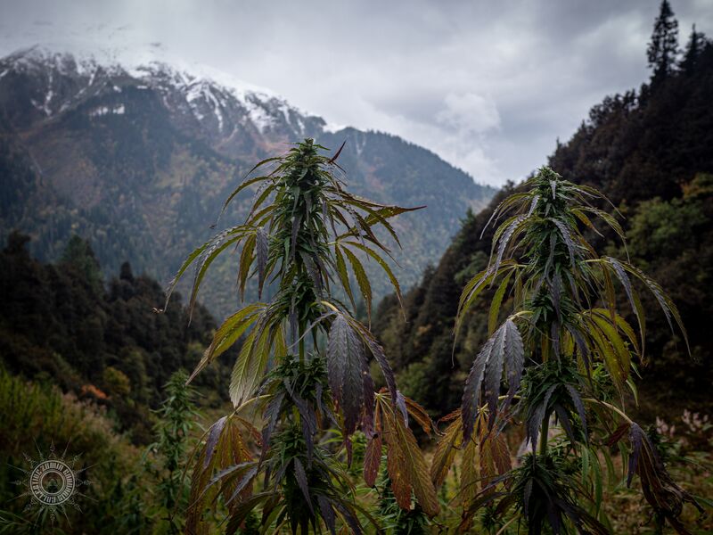 File:Browse-classification-landrace.jpg