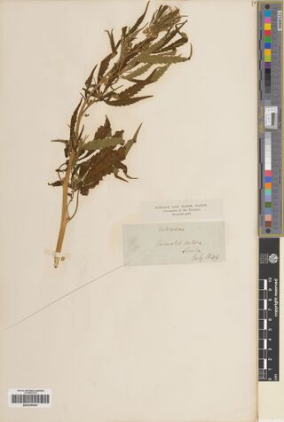 Digitised herbarium sheet with a leafy Cannabis stem, a printed Punjab Salt Range collection label and a handwritten label dated July 1849.