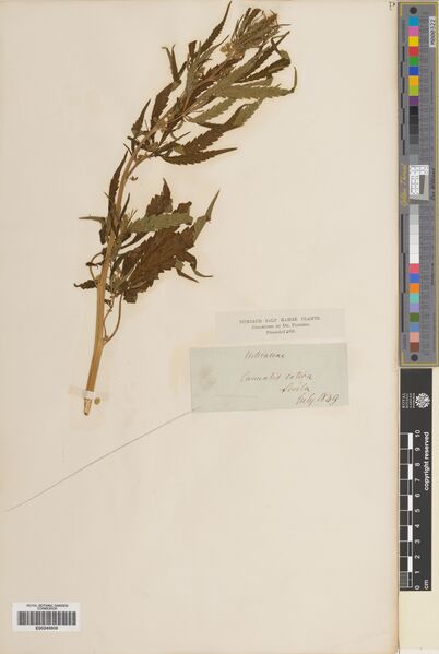 File:Fleming specimen E00248808.jpg