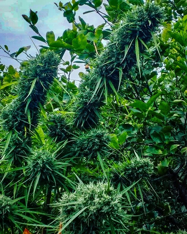 Kroeng Krawia General Population 2024