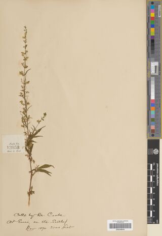 Digitised herbarium sheet with a pressed flowering Cannabis sativa plant and a handwritten label attributing the collection to Dr Cooke.