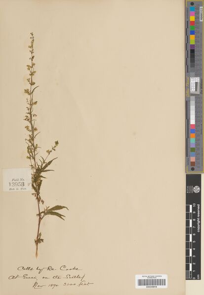 File:Watt 13958 specimen E00248818.jpg