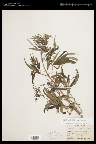 File:Yeshoda 490 specimen NY 1414435.jpg