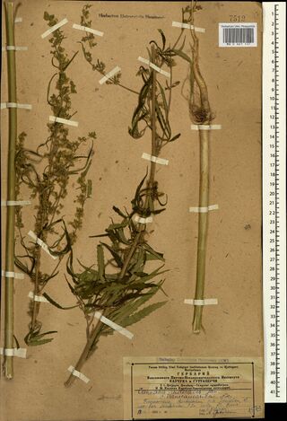Digitised herbarium sheet with several Cannabis stems, two long and bare with branched flowering tops, one with its roots, and a printed label completed in violet ink at the lower right.