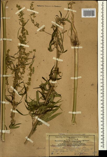 File:Karjagin s.n. specimen MW0661537.jpg