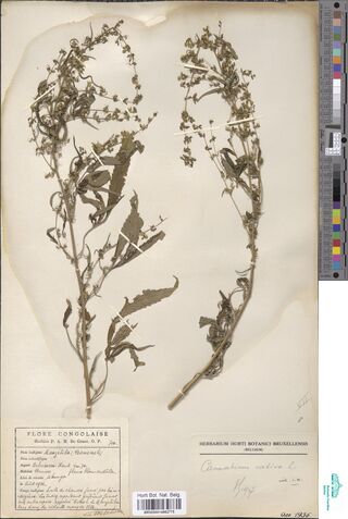 Digitised herbarium sheet with two mounted Cannabis sativa stems in fruit above a printed Flore congolaise label.