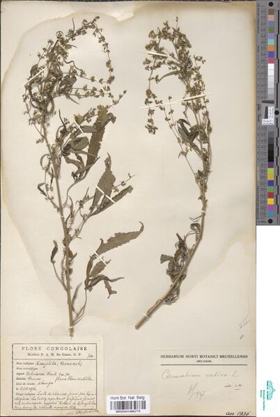 File:De Graer 700 specimen BR0000014662775.jpg