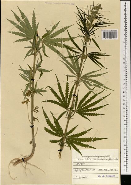 File:Gubanov 9573 specimen MW0175109.jpg